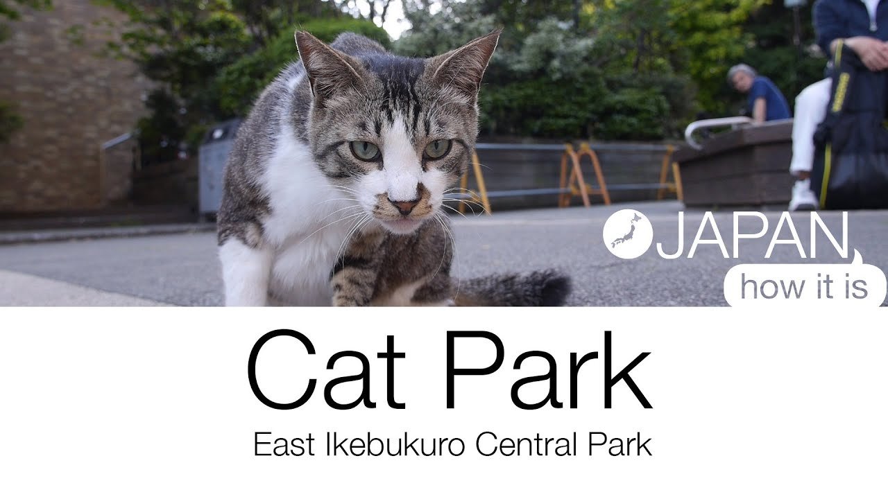 🌳 도시마 구립 히가시이케부쿠로 중앙공원(도시마쿠리쓰 히가시이케부쿠로 주오코엔) 이미지 3